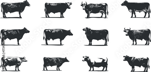 Illustration featuring a variety of cow silhouettes in black and white for agricultural themes..