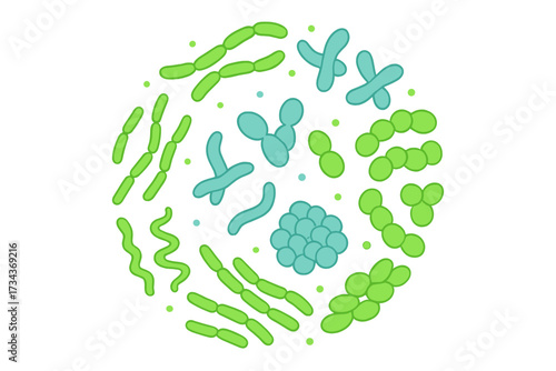 Probiotic bacteria types vector set. Good microbiota and gut flora concept. Healthy prebiotic bacillus, lactobacillus, streptococcus, bifidobacteria microorganisms. Biology icons.