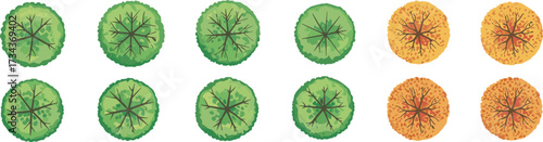 Tree top view, circular foliage, stylized canopy, green and orange trees, landscape design, vector vegetation, seasonal texture, nature symbols, garden planning, illustration