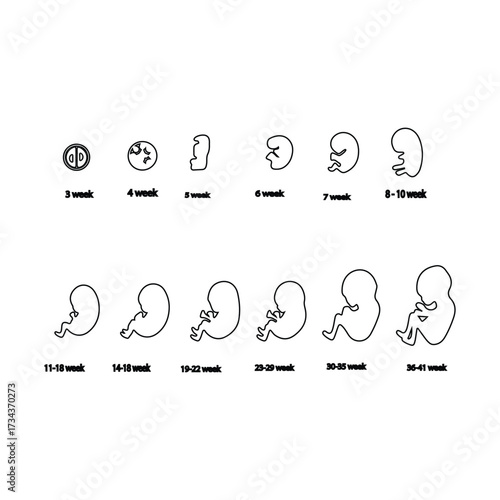 fetal development sihloueete vector line design.