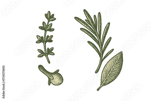 Various fresh aromatic culinary herbs and spices including thyme rosemary sage and clove for food preparation