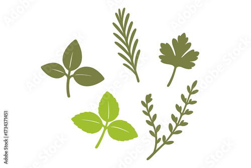 Assortment of fresh green culinary herbs including basil rosemary parsley and thyme for cooking and seasoning dishes