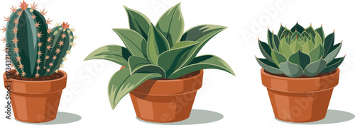 Cactus and succulent plants illustration, terracotta pots, indoor greenery decor, flat vector, botanical clipart, desert plant art, home gardening