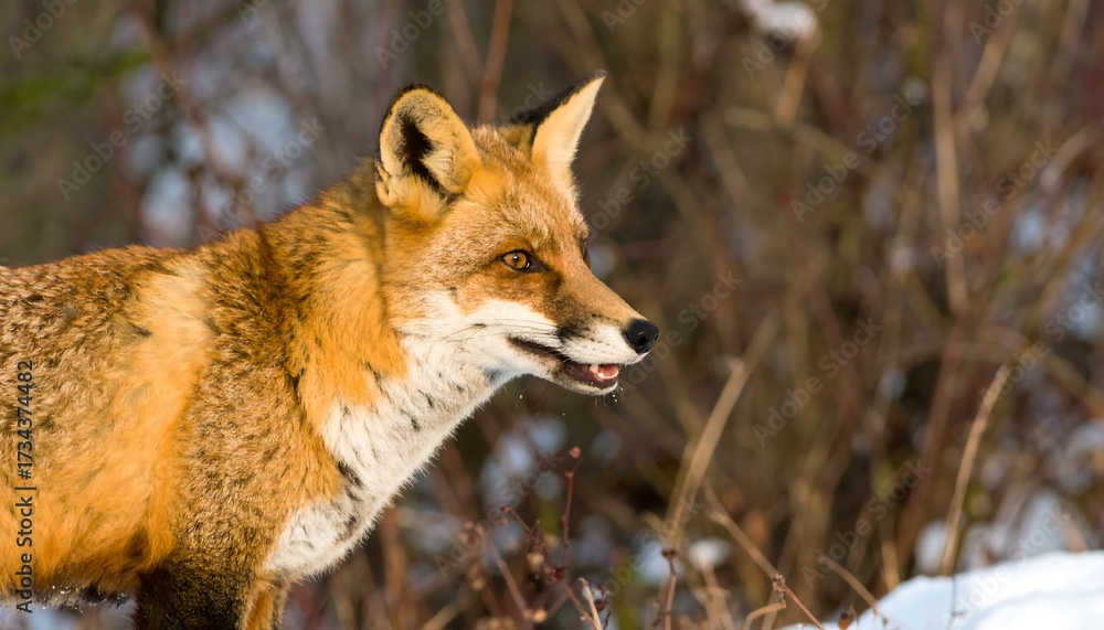 Fototapeta premium Red Fox Standing Alert in a Snowy Winter Forest.