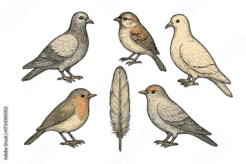 Elegant vintage style collection of common birds including pigeons, sparrows, and a robin, accompanied by a delicate feather