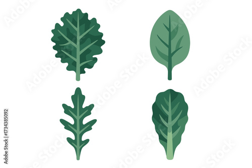 Variety of fresh green leafy vegetables and healthy salad greens for nutritious eating and culinary applications