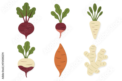 Stylized organic garden root vegetables collection with beets radish parsnip turnip sweet potato and ginger