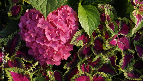 A background of bright coleus and pink hydrangea in the shape of a heart