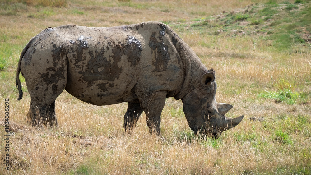 Obraz premium Black Rhinoceros Walking in Grass