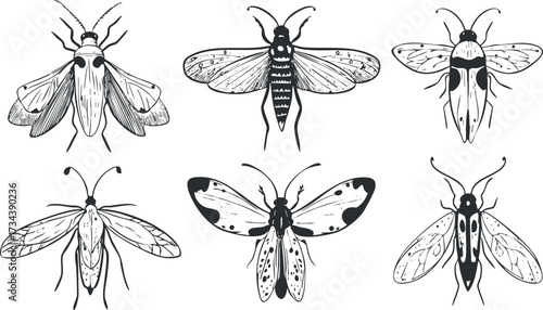 A collection of six detailed black and white illustrations of various moths and butterflies..
