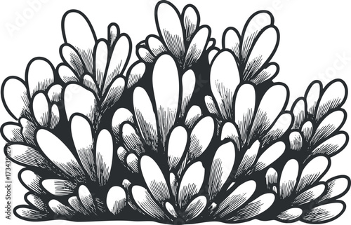 Illustration of coral reef with intricate details showcasing underwater flora and marine life..