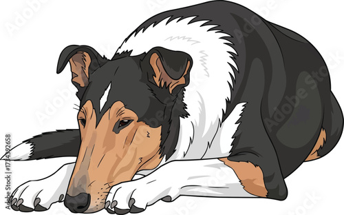 Smooth Collie dog lying down relaxed cute vector illustration