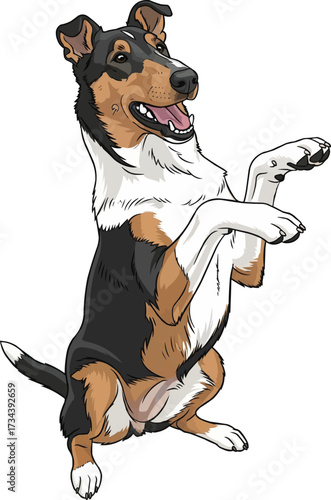 Smooth Collie dog cute playful begging pose vector illustration