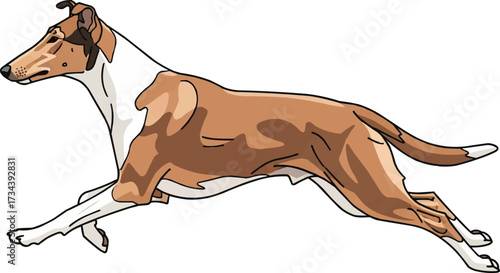 Smooth Collie dog running energetic athletic vector illustration