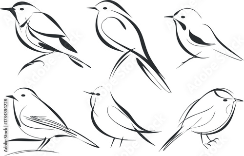 Stylized line art illustrations of various birds showcasing minimalist design and elegance..