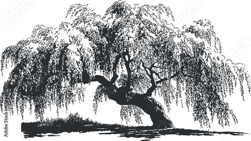 A detailed silhouette of a willow tree with graceful branches and leaves..