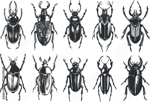 A detailed black and white illustration of various beetle species showcasing their unique features..
