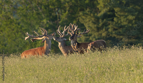 Red Deer Stags During the Rutting Season