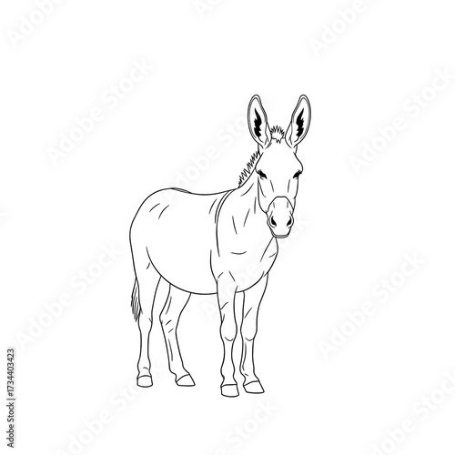 Outline of a donkey standing on white background  