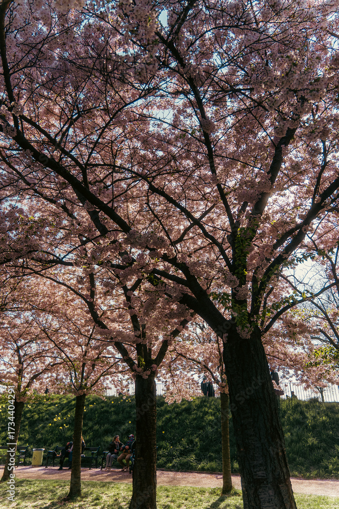 Obraz premium People Relaxing Under a Canopy of Pink Cherry Blossom Trees in Spring Park