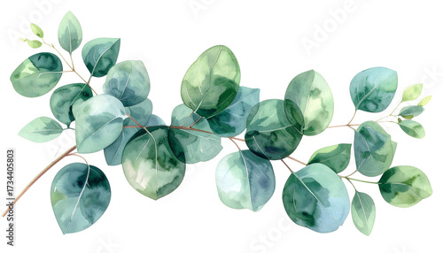 Watercolor illustration of eucalyptus branch with round, green leaves and delicate stems