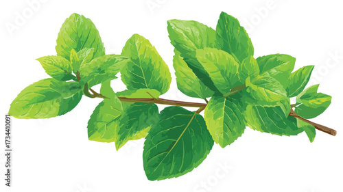 Fresh Mint Leaves Vector Illustration Isolated on White Background