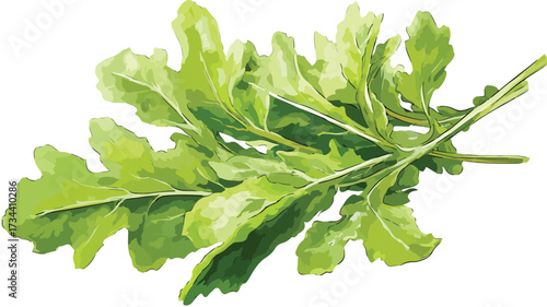 Fresh Rucola Green Leaves Vector Illustration - Vibrant and Detailed Organic Greenery Design