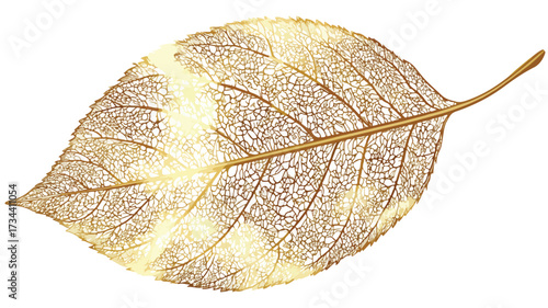 Elegant Gold Leaf on White Background Vector Art with Outline