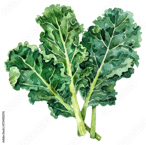 PNG Kale kale vegetable produce.