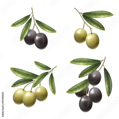 Realistic olive oil branches with green leaf foliage - black and golden fruits on natural stems for Mediterranean cooking design. Organic culinary botanical elements se for healthy nutrition.