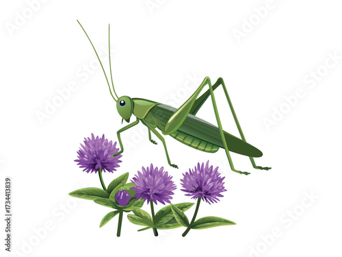 Green grasshopper insect isolated on a white background, a macro closeup of a wildlife pest or animal bug