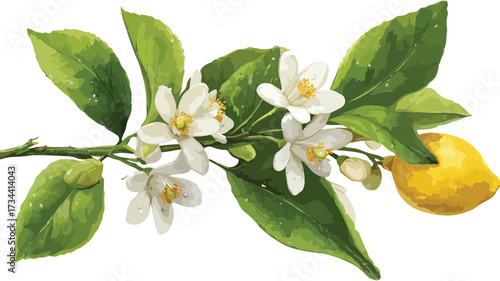 Fresh Lemon Blossom on Tree Branch for Citrus Concept