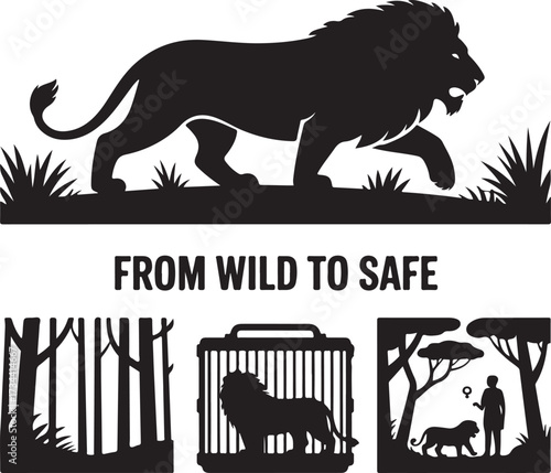 Silhouette of a majestic lion transitioning from wild to safe environments