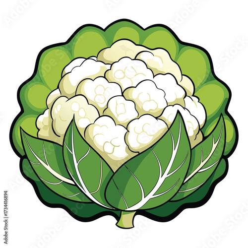 Illustration of a head of cauliflower