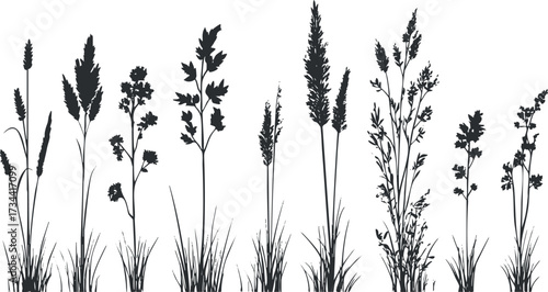 Silhouettes of various grass and plant species arranged in a decorative pattern..
