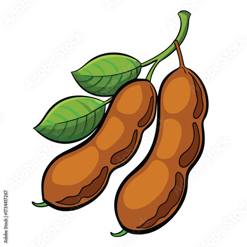 Illustration of two tamarind pods with leaves