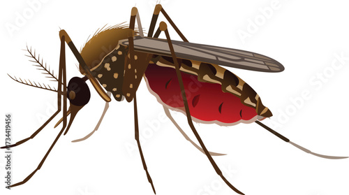 Macro closeup of a mosquito sucking blood, a tiny insect pest and wildlife animal on a white background