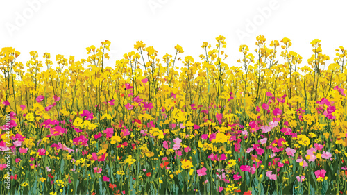 Vibrant Spring Canola Oilseed Field Meadow Blooming Flowers EPS Vector Illustration