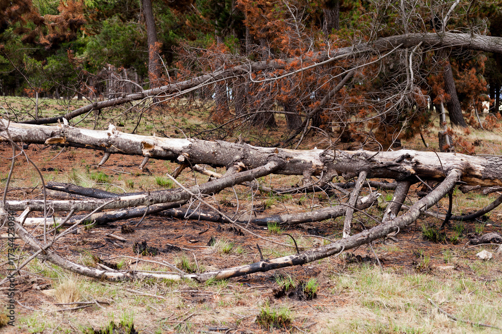 Fototapeta premium Photograph of trees (pines) burned by forest fire. Concept of the environment.