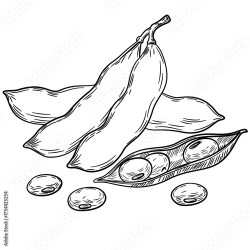 Soy beans, Soybean vector illustration. Soybean engraving isolated on white background. Great for label, poster, print. Black isolated on white background
