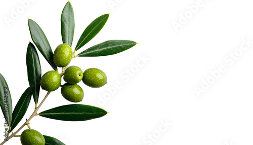 Wallpaper Mural Fresh green olives on a branch with vibrant green leaves Torontodigital.ca