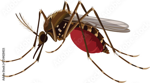 Isolated close-up macro of a mosquito sucking blood on a white background, highlighting the small insect as a black pest