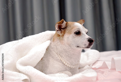 portrait of a white dog
