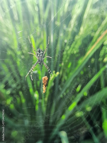 A spider that made a nest among the rice plants managed to catch its prey.
