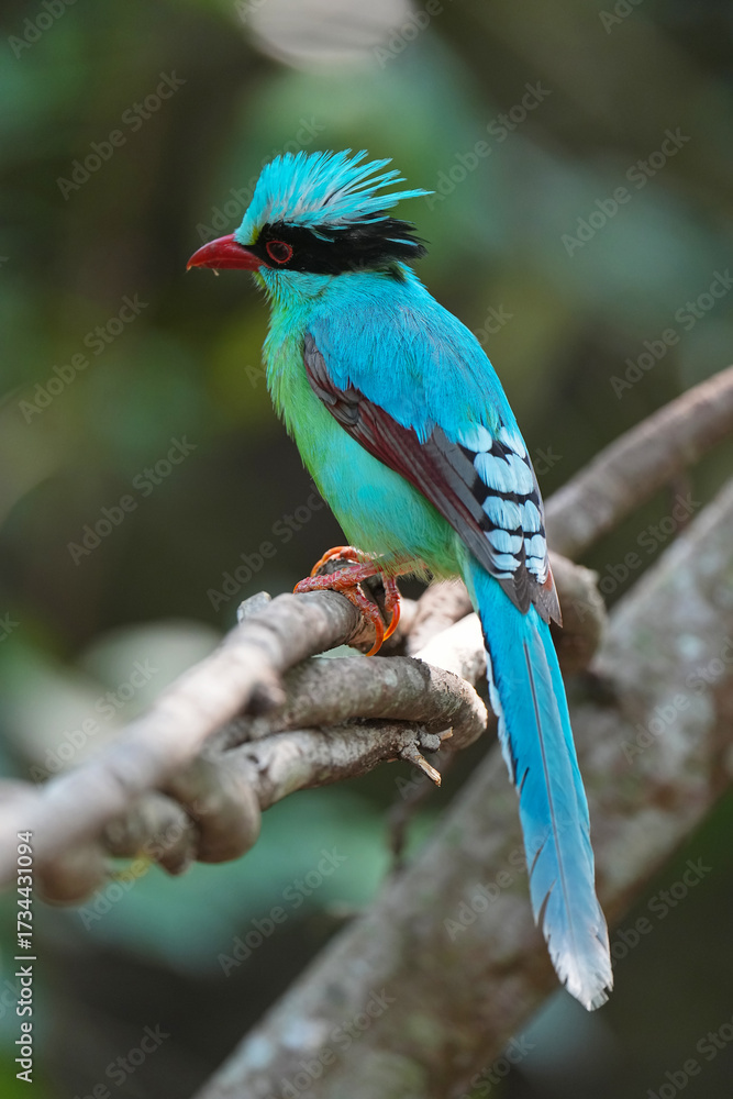 Obraz premium Common Green Magpie (Cissa chinensis) bird perching on branch. Bird watching in natural habitats in the forest.