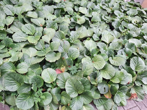 green leaves of the plant