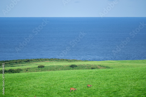 Natural Ezo deer in the Soya Hills at Cape Soya in northernmost Hokkaido, Japan