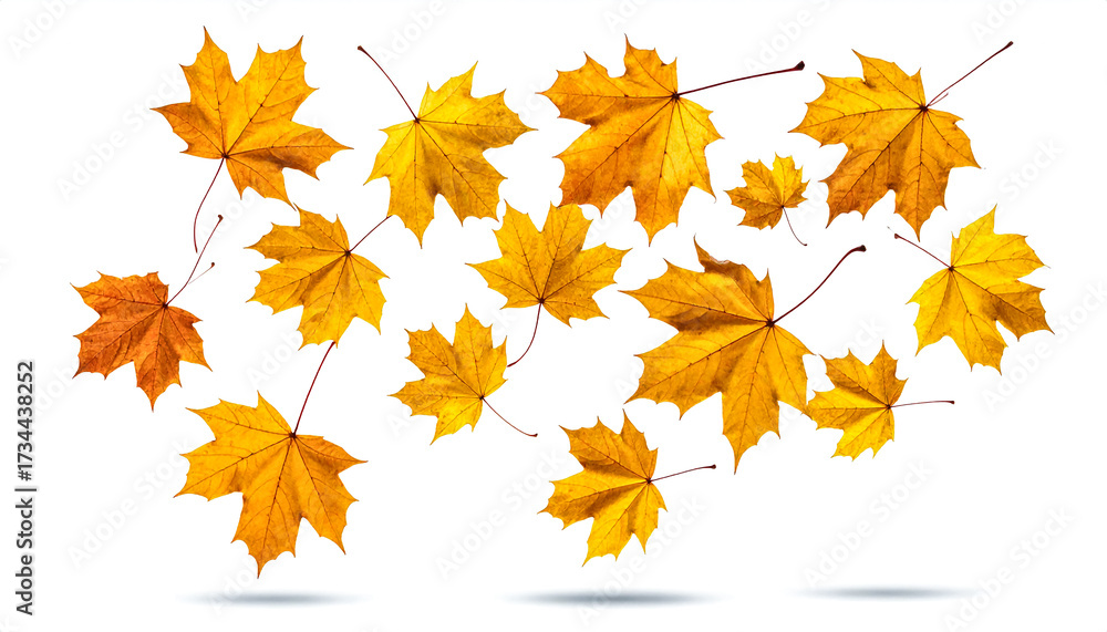 Fototapeta premium Golden maple leaves falling gracefully on pure white background