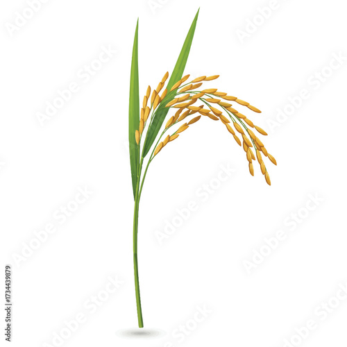 A detailed realistic 3D vector illustration showcases a solitary rice stalk with lush green leaves and mature grains, standing prominently against a pristine plain white background.