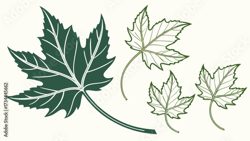 Vector set of green maple leaves, detailed, outline, silhouette